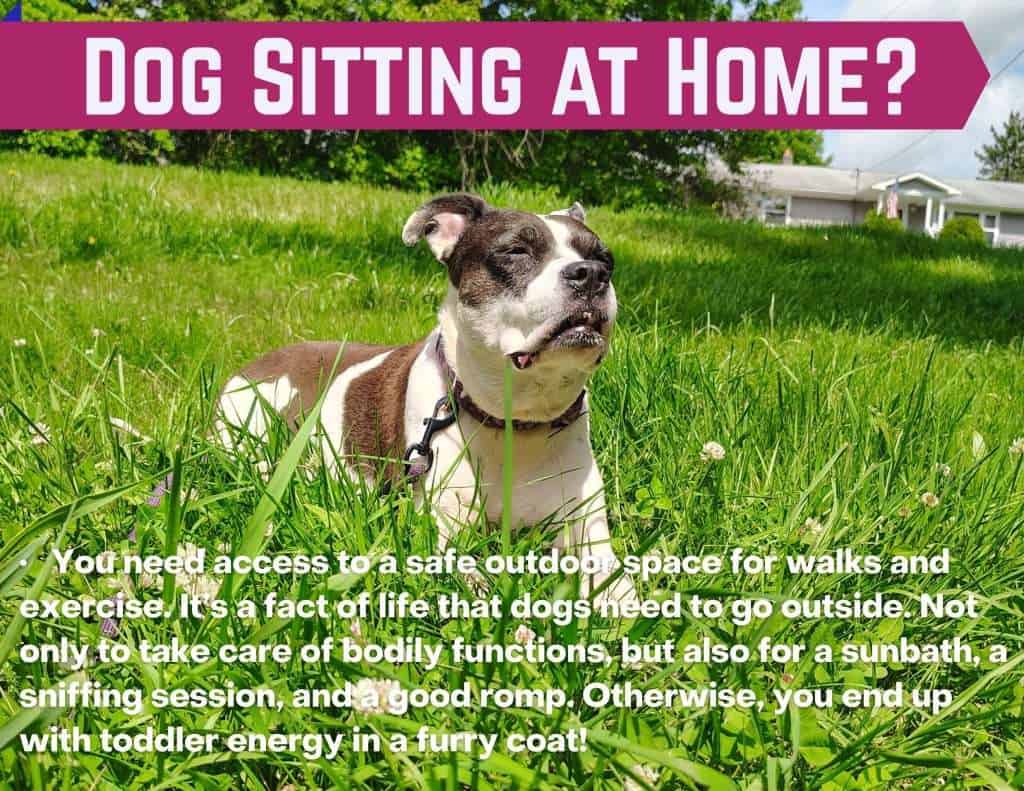 Starting a dog sitting business from home? Remember to provide safe access to the outside.